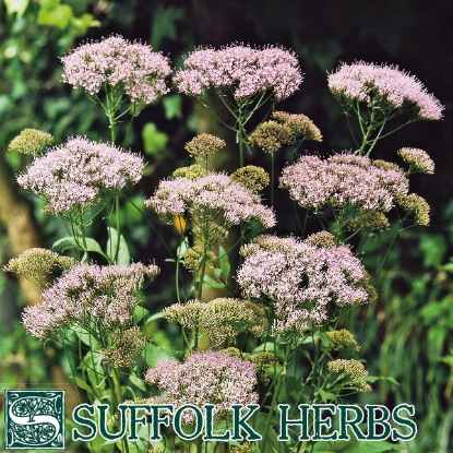 Picture of Herb Hemp Agrimony (Eupatorium Cannabinum)